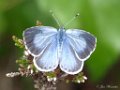 Boomblauwtje,  Celastrina argiolus